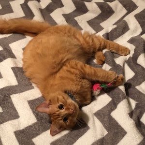 Meet your Posher, Brian